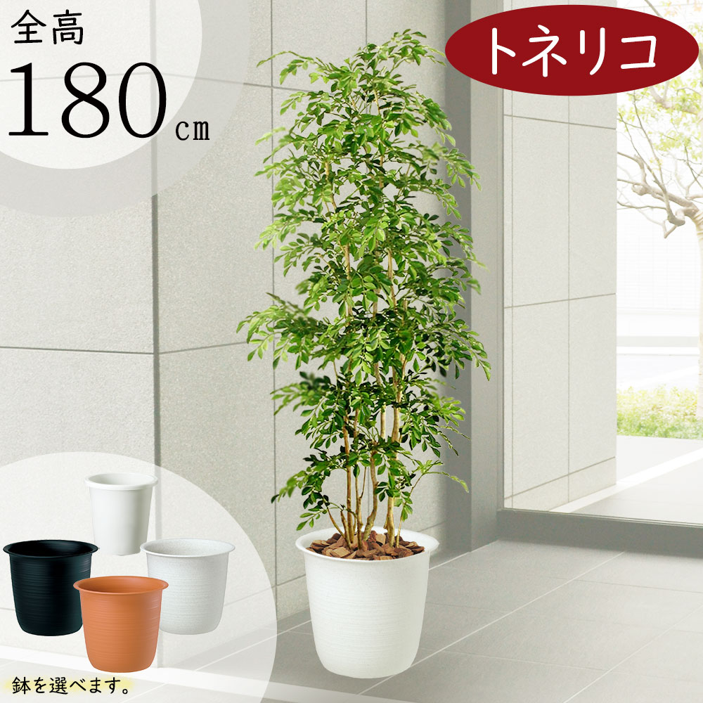 楽天市場】フェイクグリーン 大型 おしゃれ 人気 リアル おすすめ