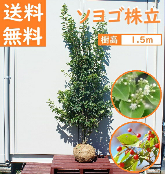 ソヨゴ 常緑樹 盆栽 植木」の人気商品一覧 | 安い商品を通販サイトから