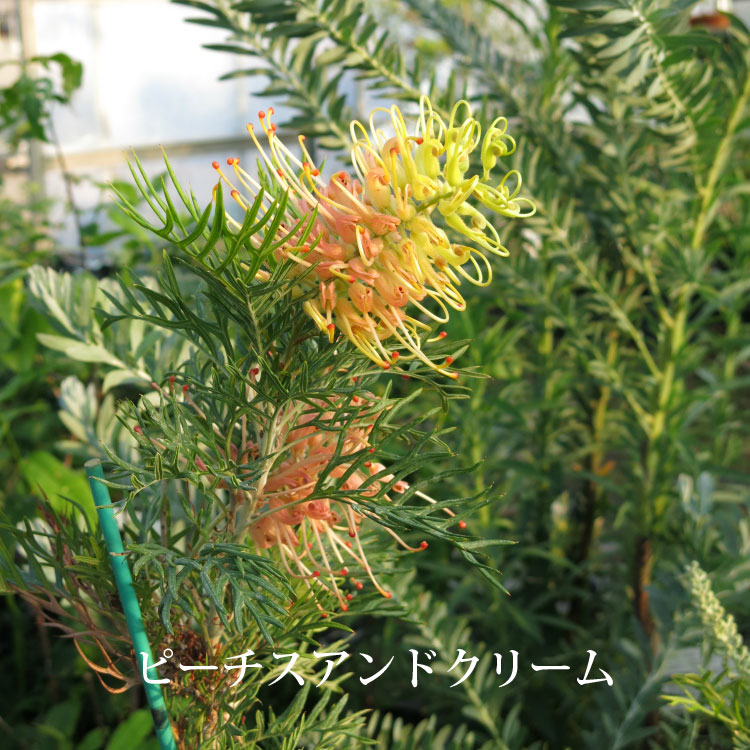 楽天市場】(一部地域送料無料) 選べる品種 グレビレア 4.5号 / 数量