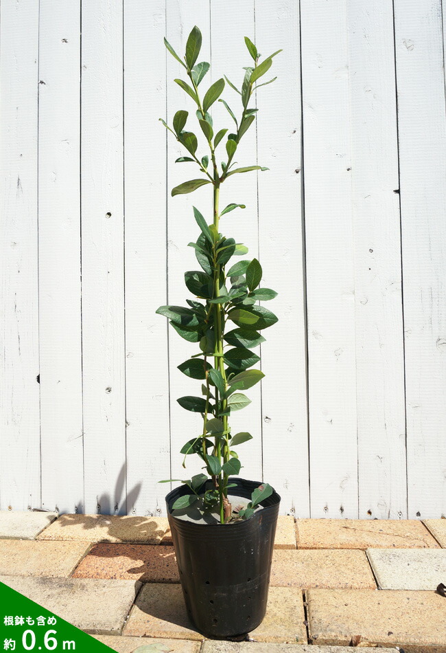 楽天市場】【オニール】 サザンハイブッシュ系 2年生挿木苗