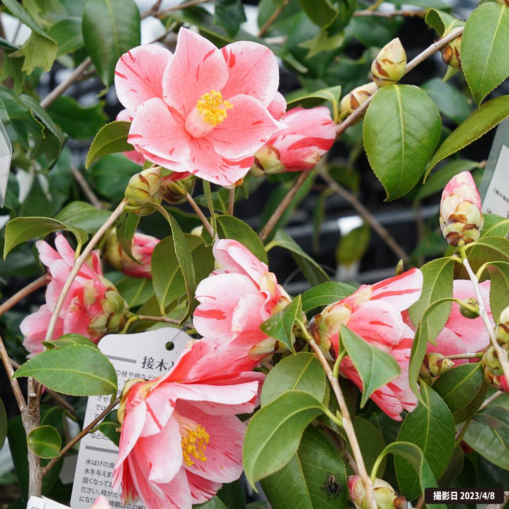 楽天市場】椿 苗 【覆輪春の台】 接木 白鉢植え 開花 2～3月頃 : 苗木