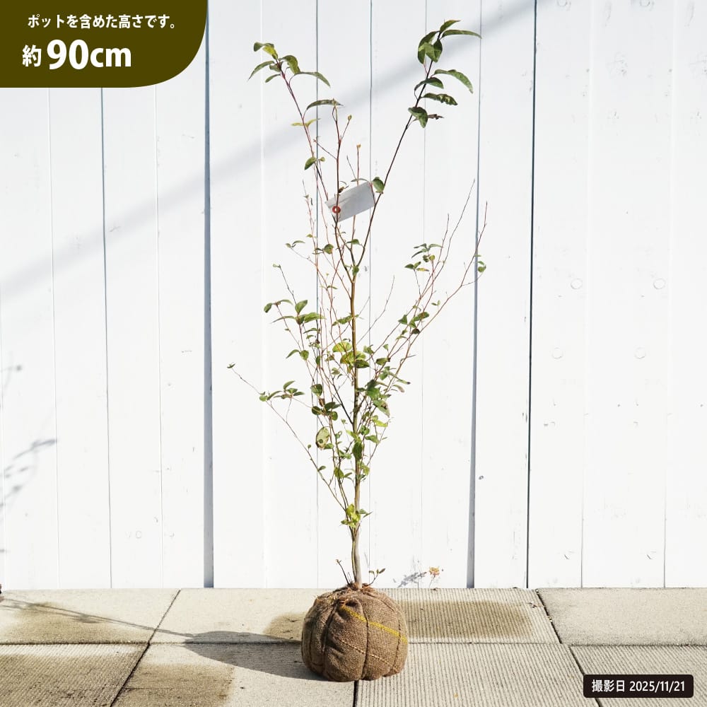 楽天市場】クロモジ （黒文字） 根巻き苗 : 苗木部 by 花ひろば