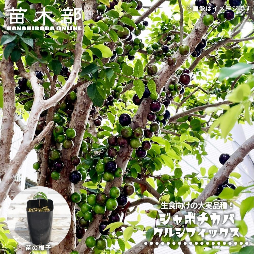 楽天市場】ジャボチカバ苗 （ビッグワン種）接木苗 : 沖縄サトウキビ畑