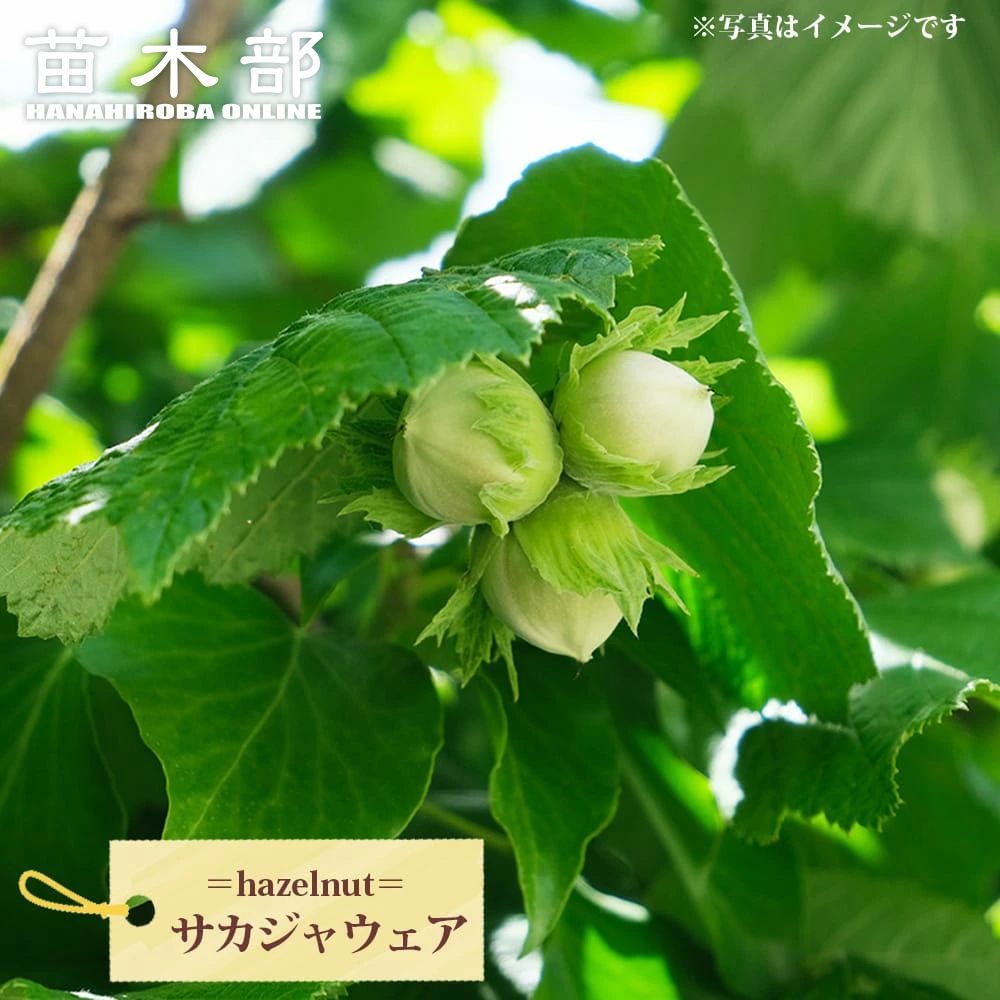 楽天市場】【サカジャウェア】ヘーゼルナッツ 1年生挿し木苗 西洋
