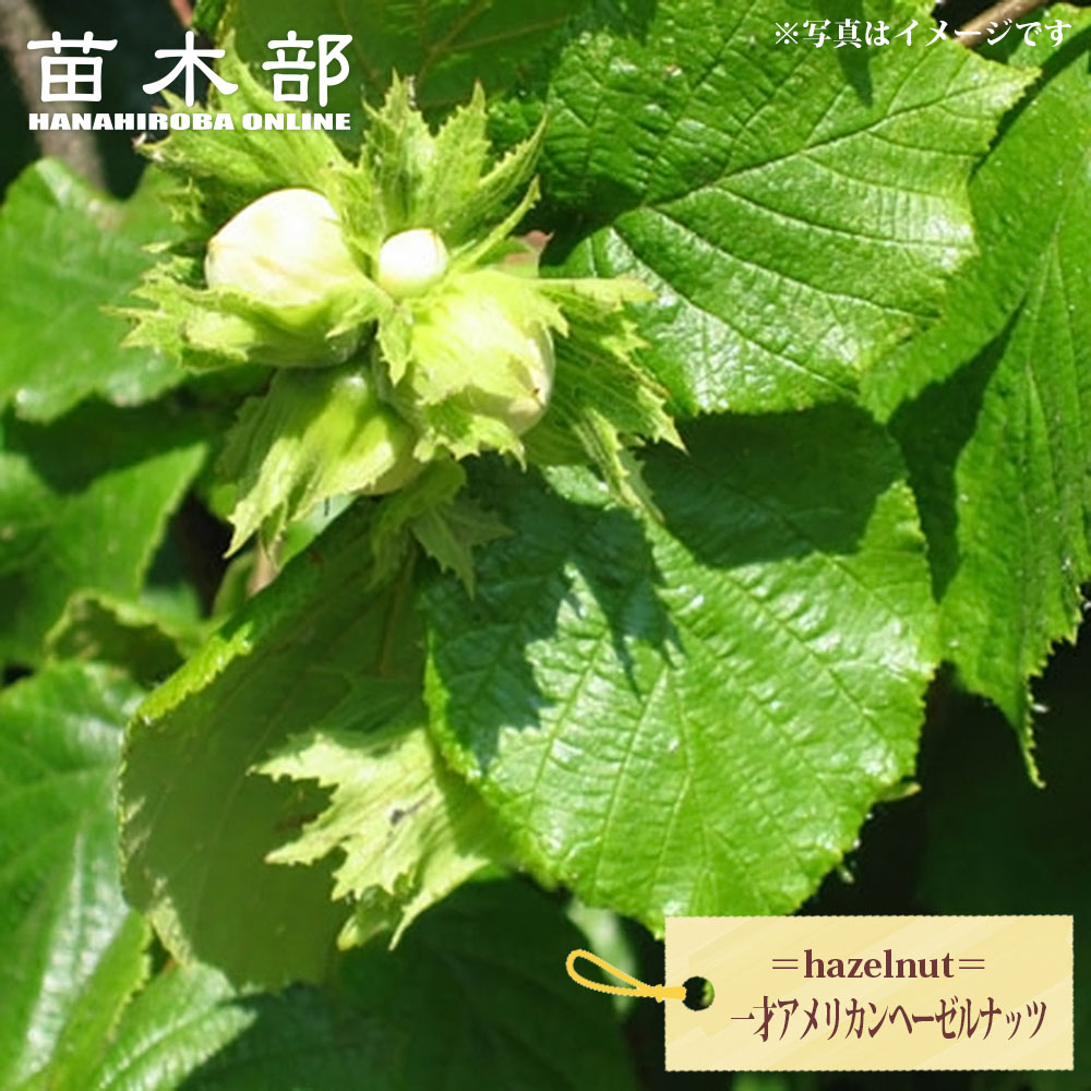 楽天市場】【一才アメリカンヘーゼルナッツ】 ヘーゼルナッツ 1年生
