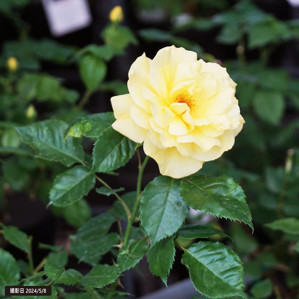 楽天市場】四季咲きバラ苗 【フリージア】 2年生大苗 : 苗木部 by 花