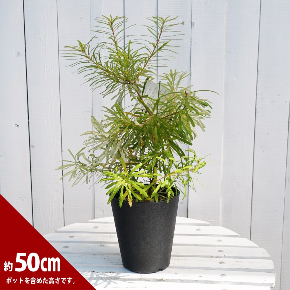 楽天市場】バンクシア・ヘアピン （スピヌロサ） 5号ポット苗 : 苗木部