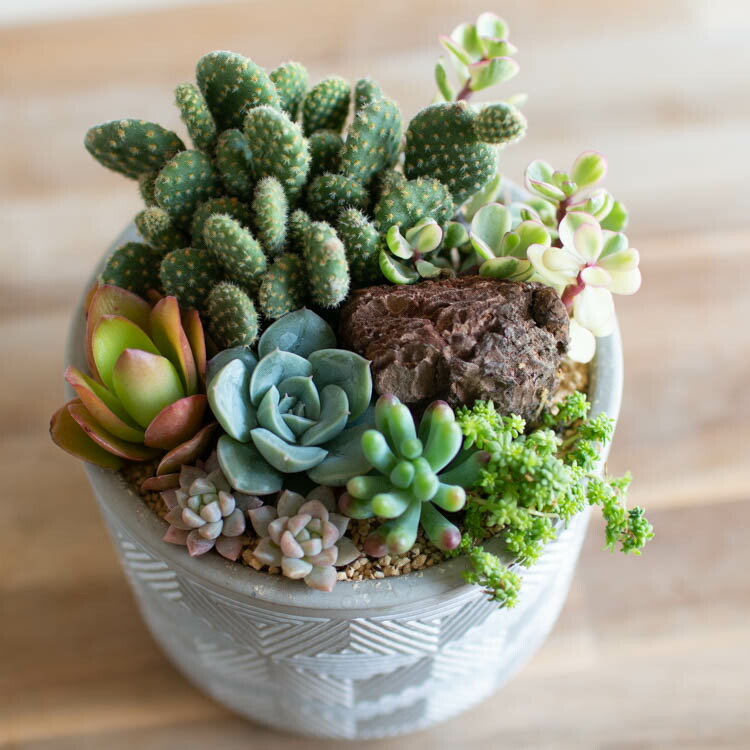 楽天市場】＼現品限り／ サボテン 多肉植物 寄せ植え【B】 色々 数量