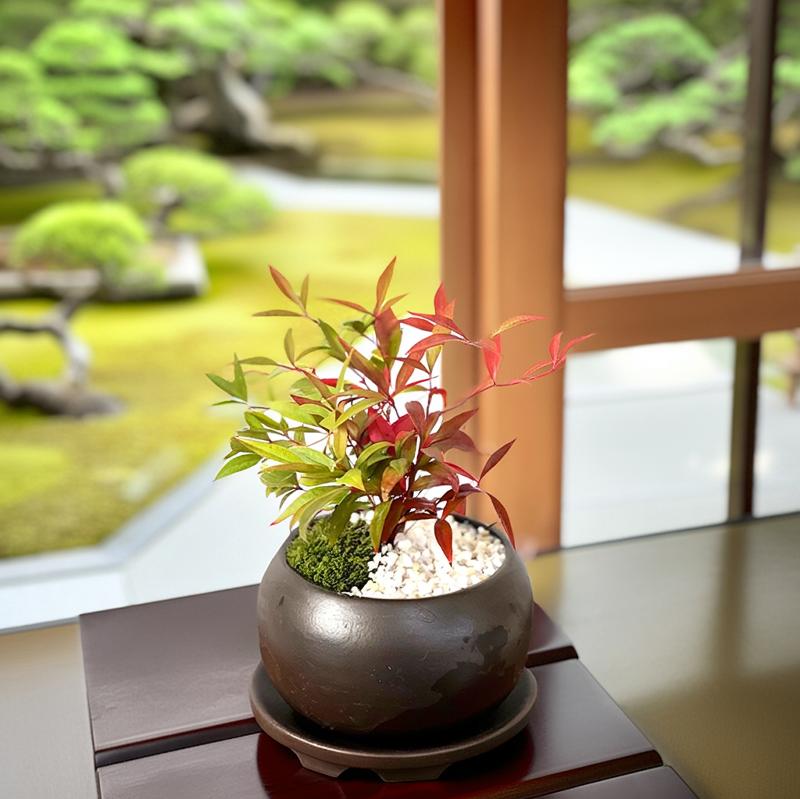 楽天市場】ミニ盆栽 南天 樹高15センチ程度 希少 実生 七福南天 なんて