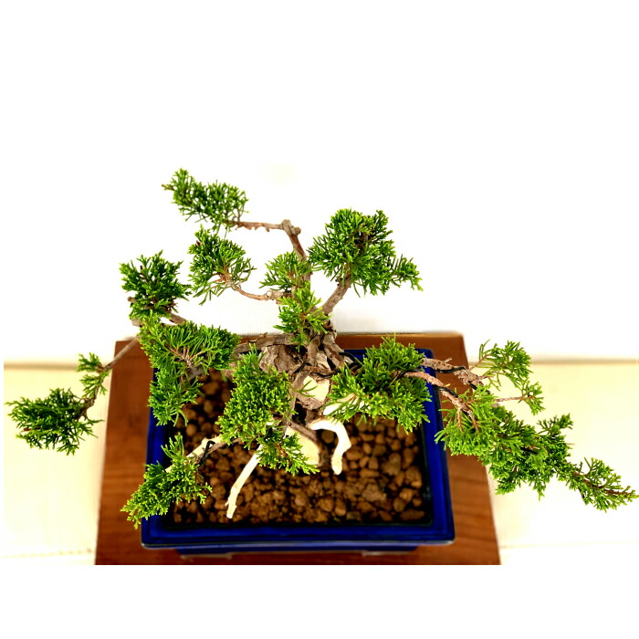 楽天市場】盆栽 真柏 樹齢25年 高級 一点物 糸魚川真柏【最高峰品質