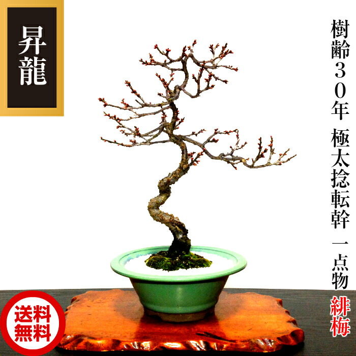 楽天市場】盆栽 梅高級盆栽 即日配送可 樹齢30年 緋梅 別格 極太捻転幹