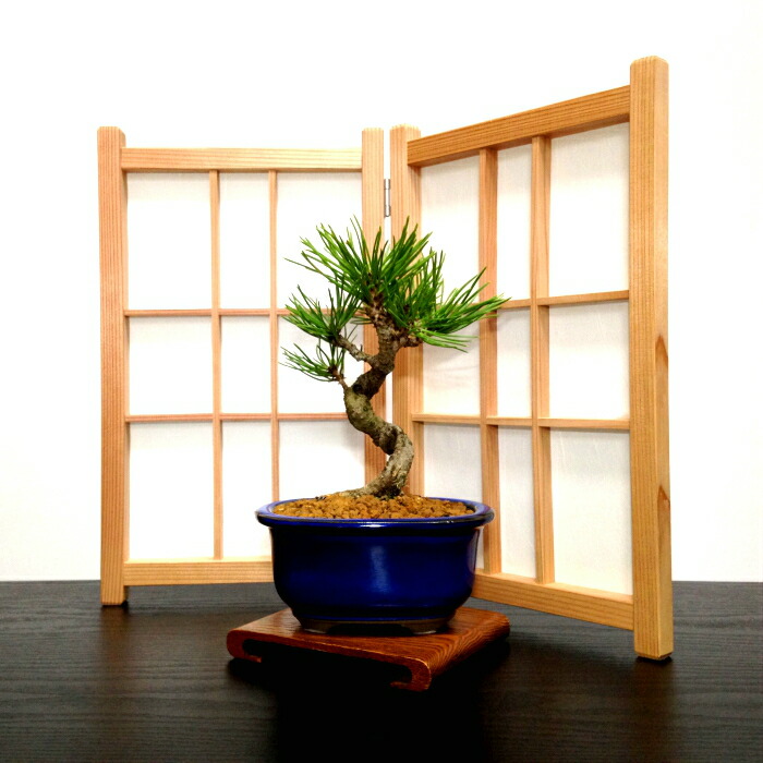 楽天市場】盆栽 松 樹形美 樹齢5年 捻転幹 黒松 ミニ盆栽 Wプレゼント