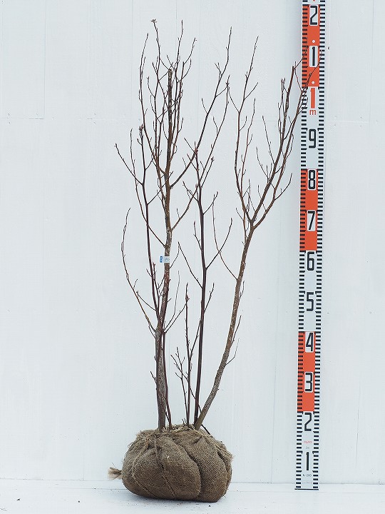 楽天市場】クロモジ 苗 【黒文字 （くろもじ）】 約1.0m 株立ち 根巻き