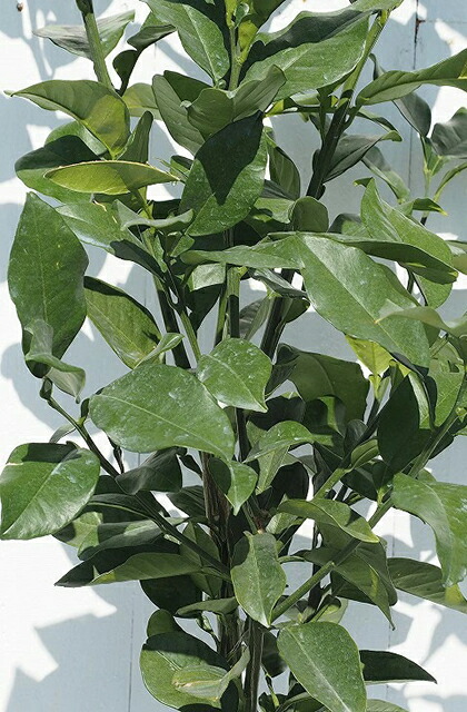 楽天市場】[楽天市場店限定価格] ◇グリゴー スーパーSALE◇ ゆず 苗