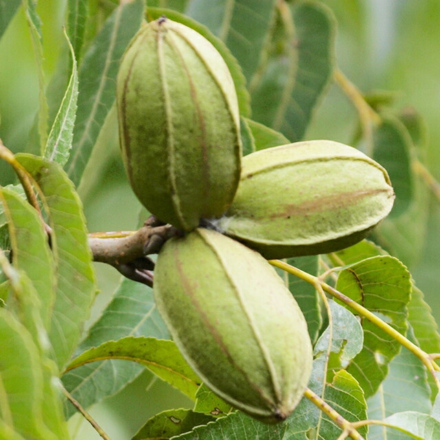 楽天市場】ナッツの木 苗 【ペカン （CLS-61）】 接ぎ木苗 ピーカン