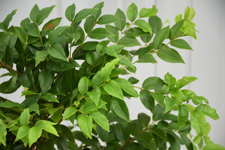 楽天市場】◇送料無料◇ ジャボチカバ 苗 【四季成り性 ジャボチカバ