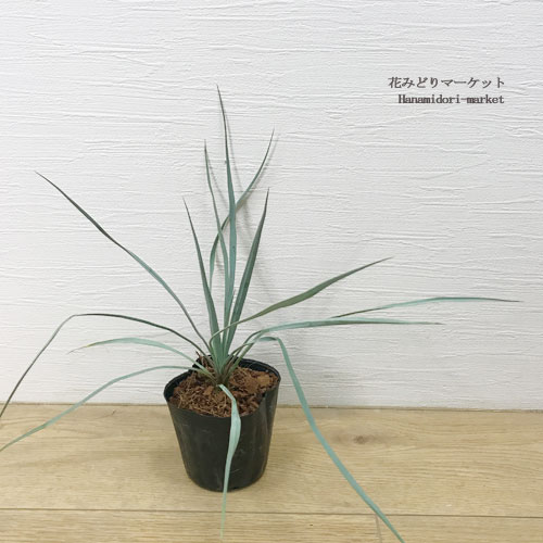 楽天市場】ユッカ ロストラータ 3号ポット苗ドライガーデン 耐寒性