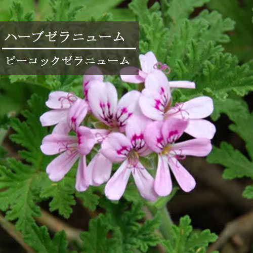 楽天市場】ハーブゼラニム ピーコックゼラニウム 3〜3.5号ポット苗