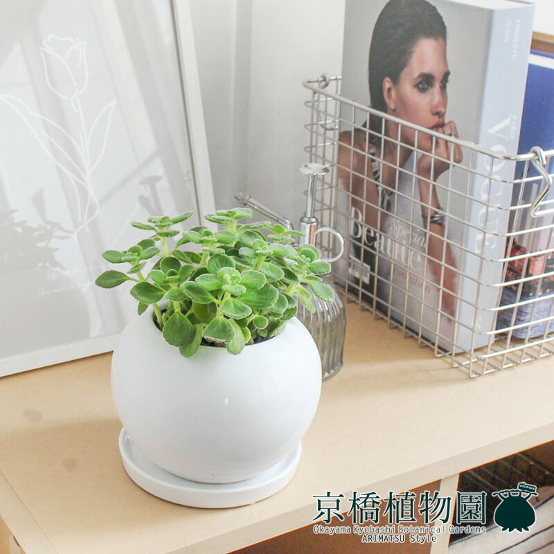 楽天市場】【5日はP5倍！】【SSクーポンあり】【陶器鉢】ハーブ アロマ