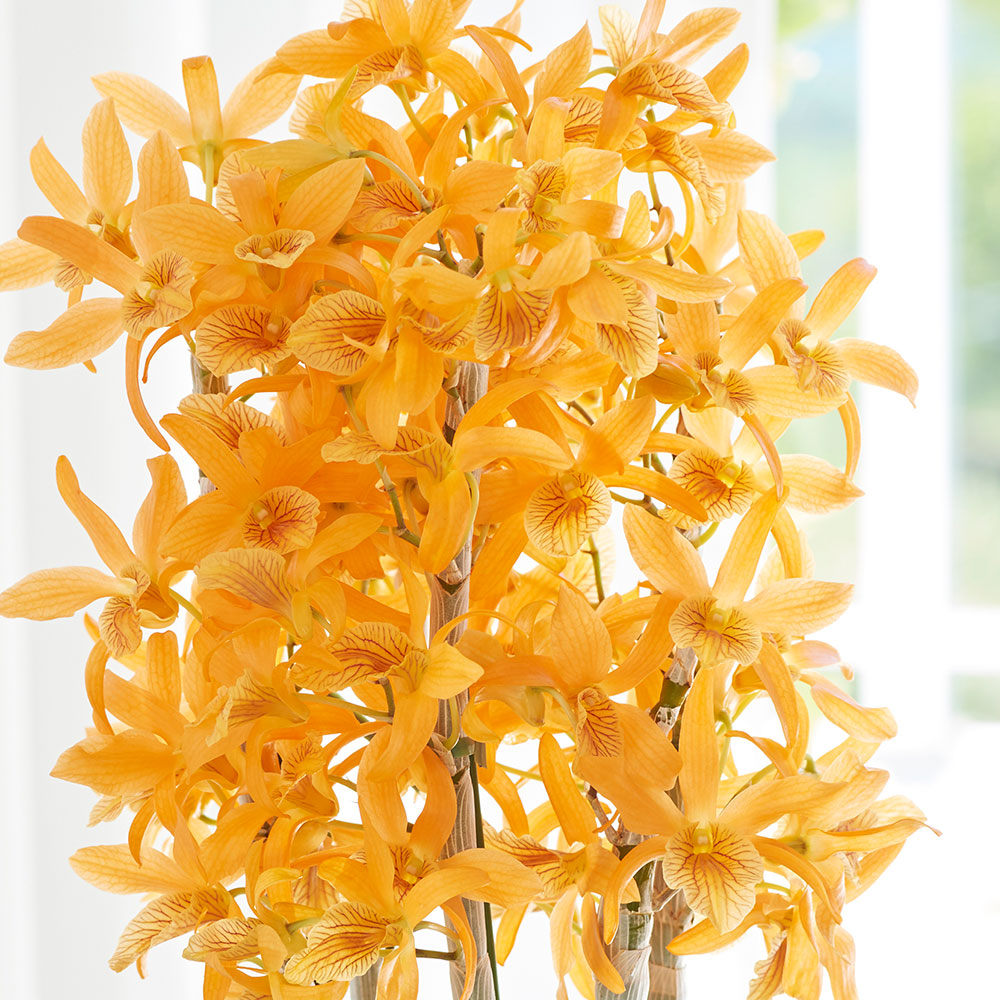 楽天市場】母の日 早割実施中！母の日 デンドロビウム「ファイヤー