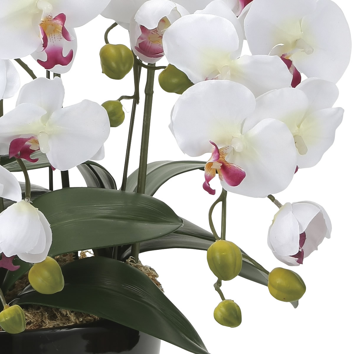 楽天市場】光触媒 造花光の楽園 クイーン胡蝶蘭5本立W/AB【ラッピング