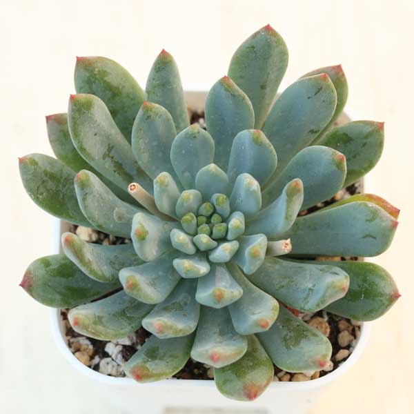 楽天市場】【当店農場生産】多肉植物 エケベリア ブルーエルフ 7.5