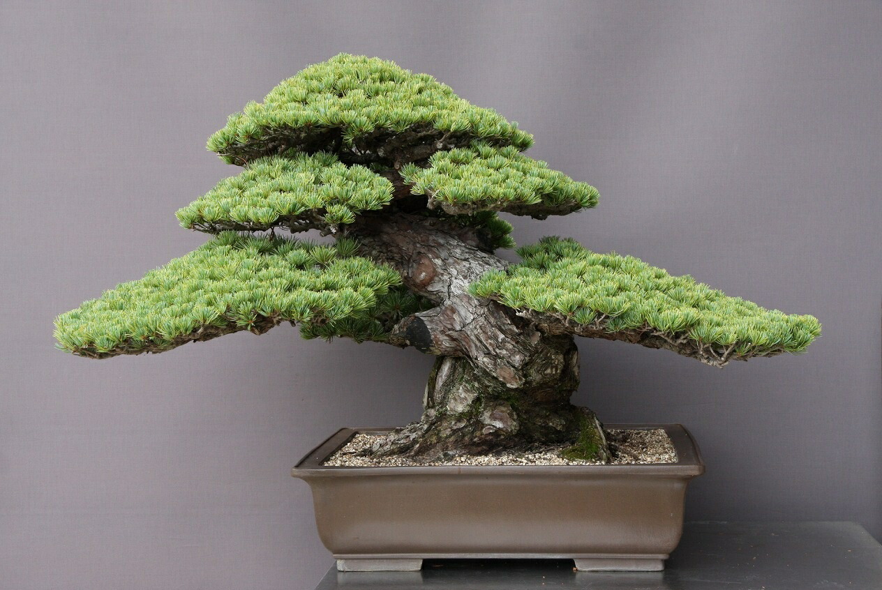 楽天市場】（株）一樹園 宮島五葉松 大品盆栽／樹齢100年 : 一樹園