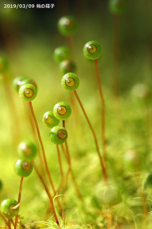 楽天市場】【京の苔】タマゴケ（B） 中トレー(35×52cm) 1枚【日陰向き