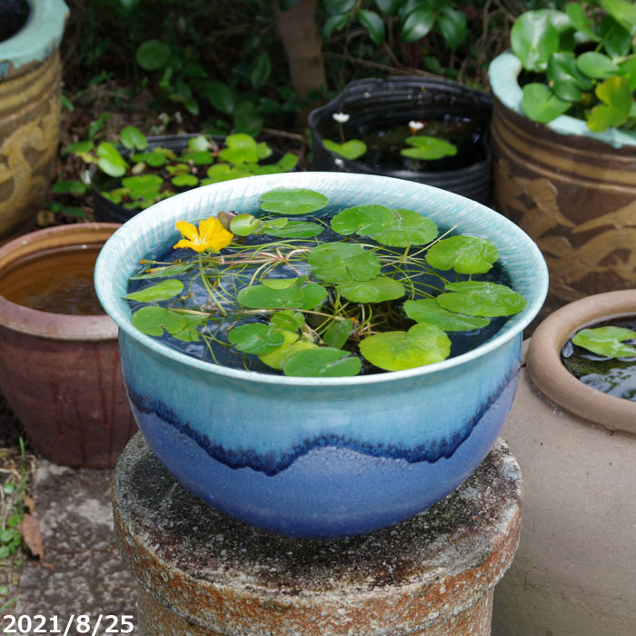 楽天市場】信楽焼 睡蓮鉢 陶器 青ビードロ トチリ水鉢 11号（外径34cm