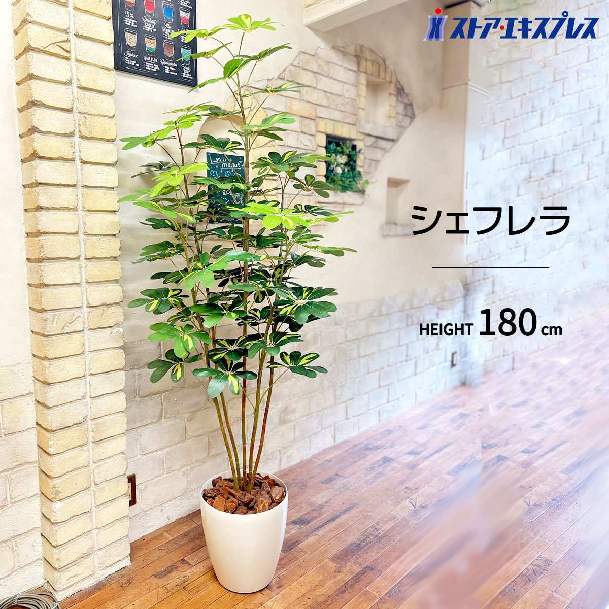 楽天市場】【5%OFFクーポン有り！3月6日限り】シェフレラ 180cm 1台