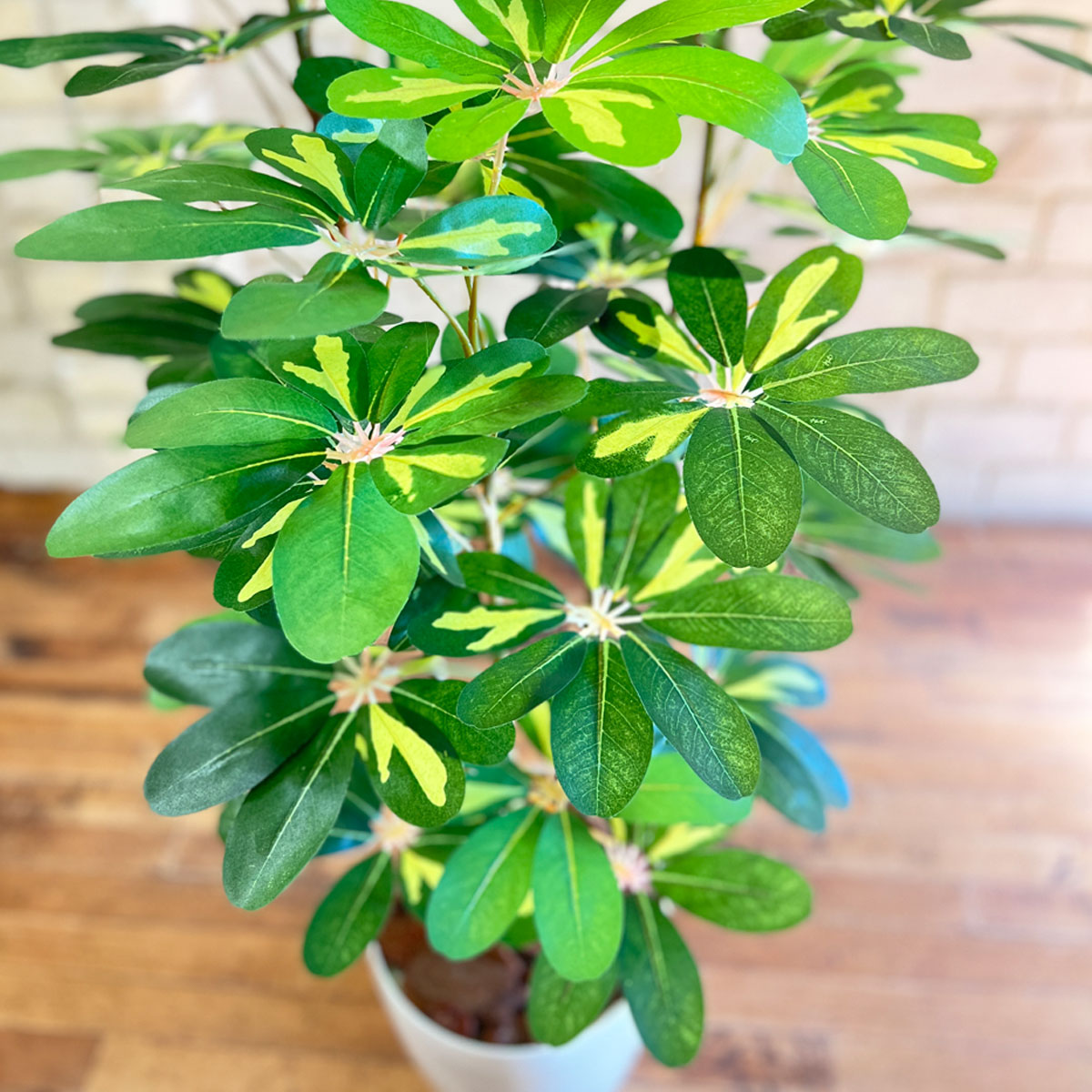 楽天市場】【5%OFFクーポン有り！3月6日限り】シェフレラ 180cm 1台