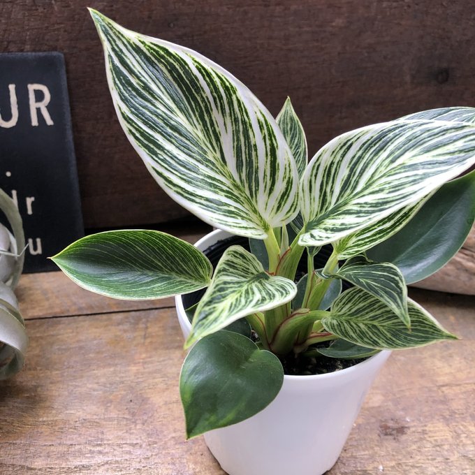 楽天市場】【バーキン】☆ 希少 フィロデンドロン 斑入り 観葉植物