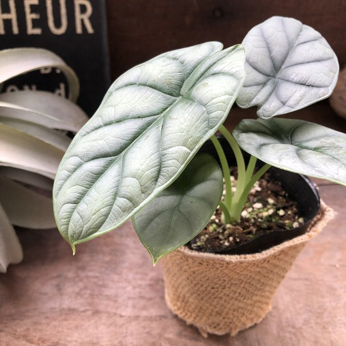 楽天市場】シルバードラゴン アロカシア ガーデニング 観葉植物 : パリ