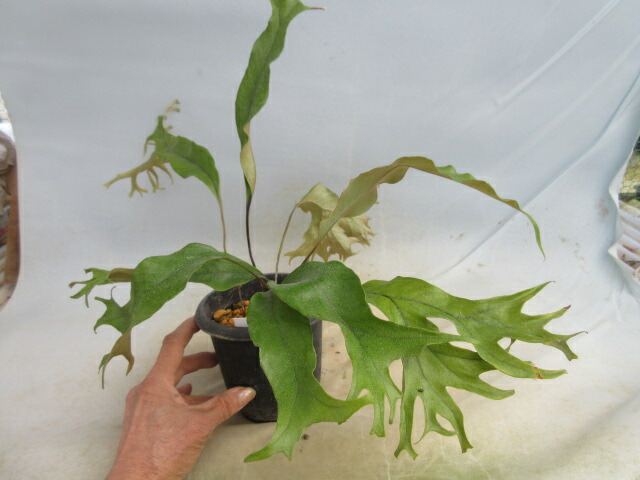 楽天市場】【送料無料】山野草 シダ 古典園芸植物 獅子葉ヒトツバシダ