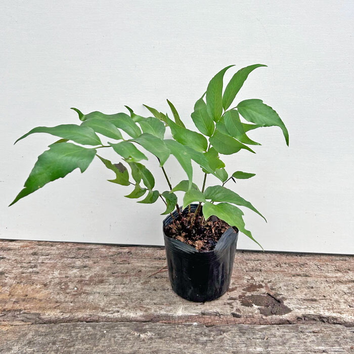 楽天市場】オニヤブソテツの通販