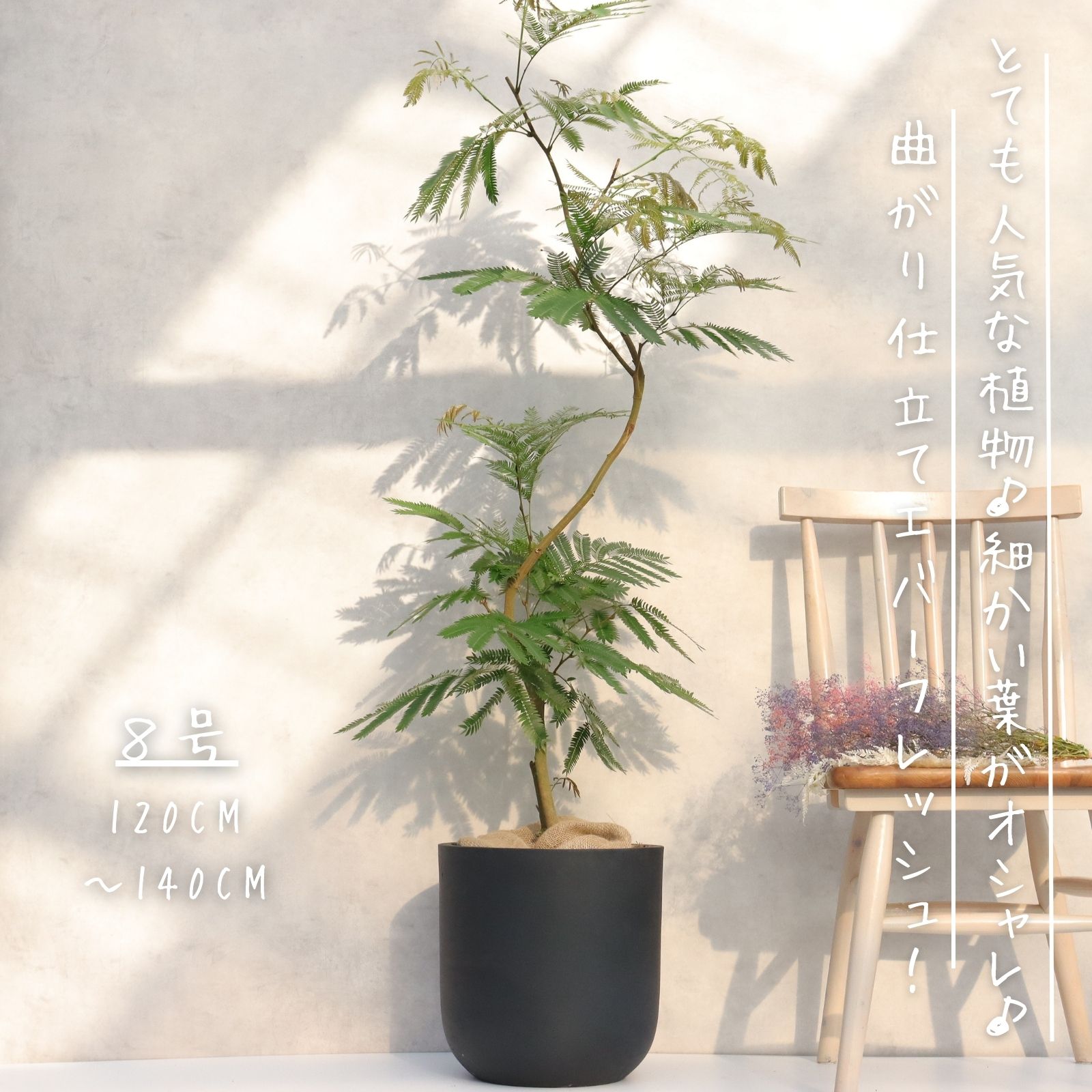 楽天市場】曲がり エバーフレッシュの通販