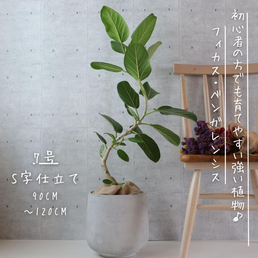 楽天市場】フィカス ベンガレンシス 曲がり S字 仕立て ゴムの木