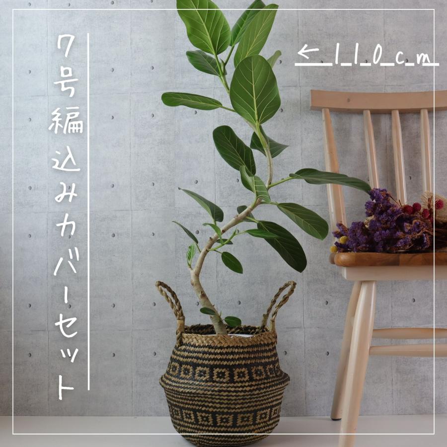 楽天市場】フィカス ベンガレンシス 曲がり S字 仕立て ゴムの木