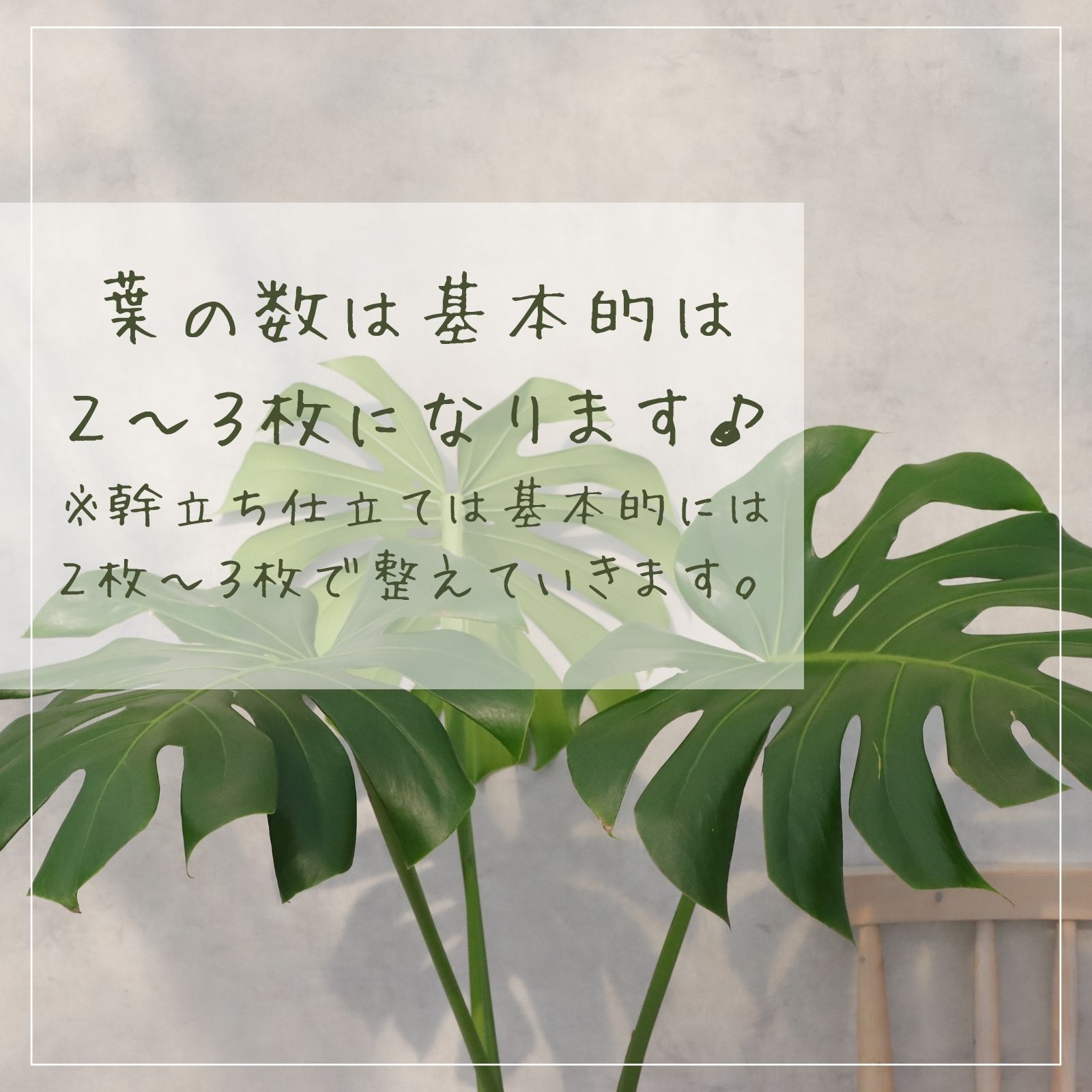楽天市場】モンステラ 8号 幹立ち モンステラ 観葉植物 モンステラ