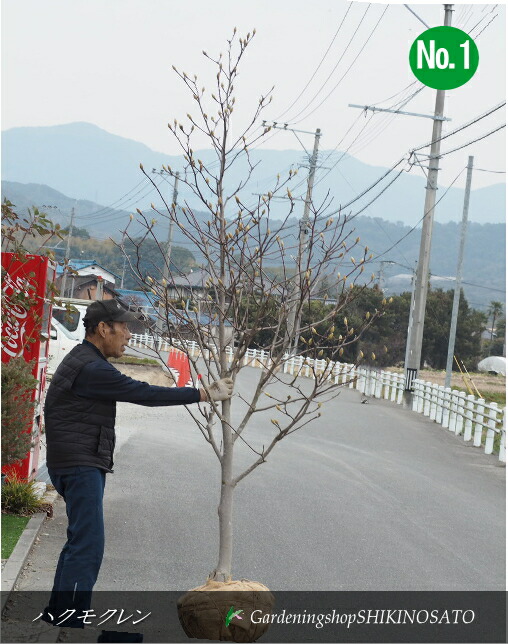 植木 ハクモクレン」の人気商品一覧 | 安い商品を通販サイトから探す