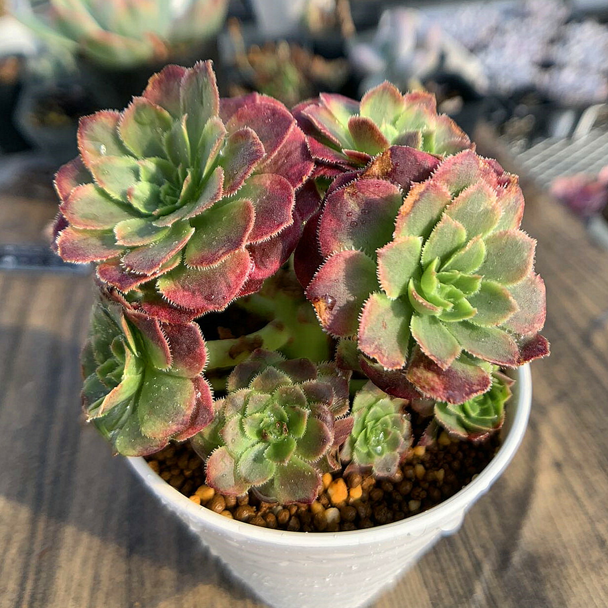 楽天市場】農園直売 多肉植物 寄せ植え アエオニウム ハロウィン法師