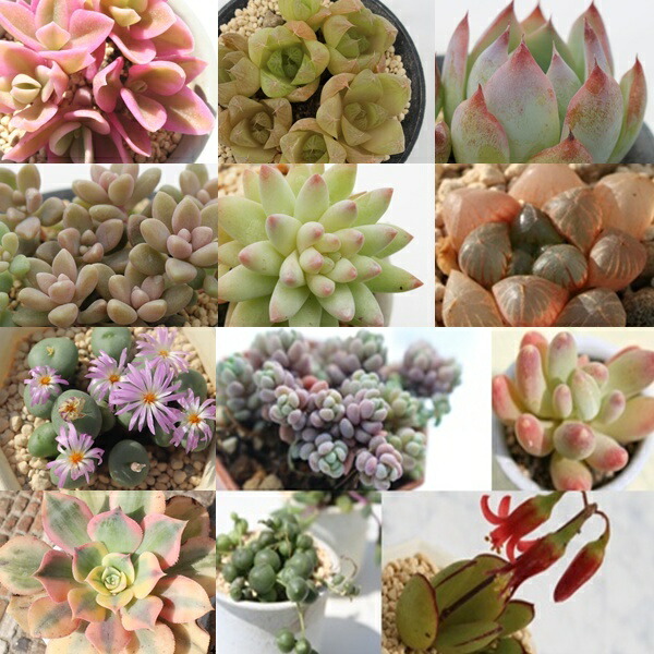 楽天市場】多肉植物 3万円 2026 福袋 55種 かわいい系多肉植物 送料