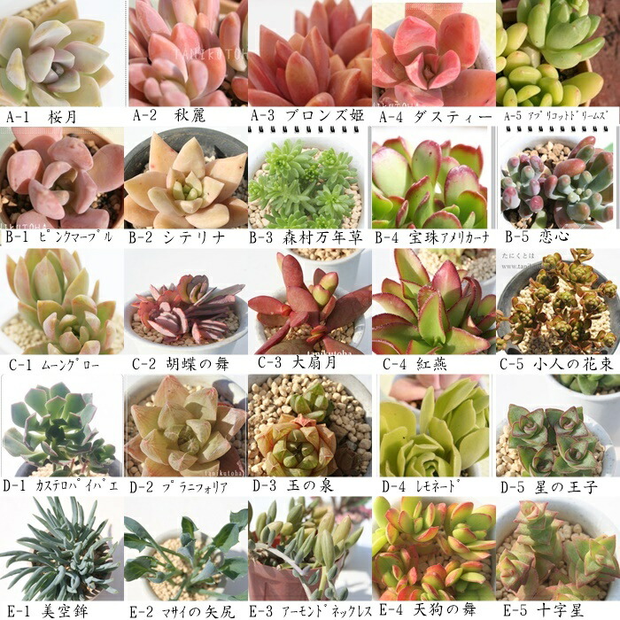 setsuc0011.jpg?fitin=272:272