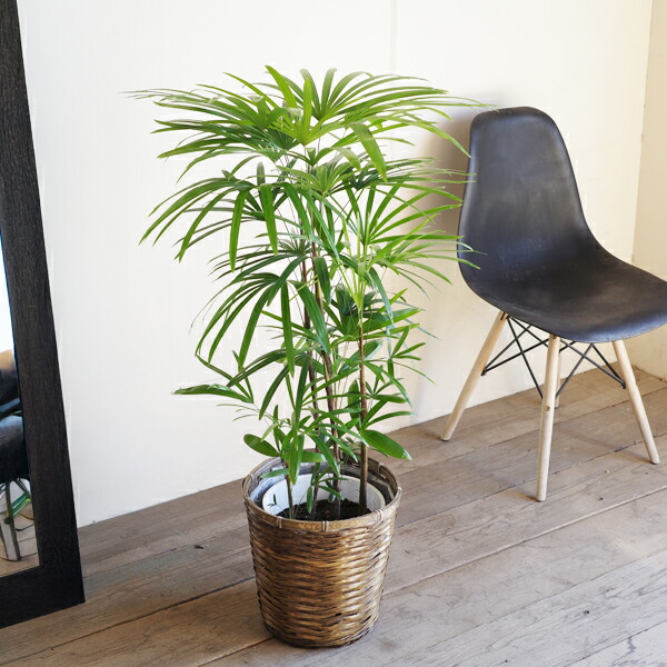 楽天市場】棕櫚竹 シュロチク 8号 鉢カバー付き 送料無料 寒さに強い