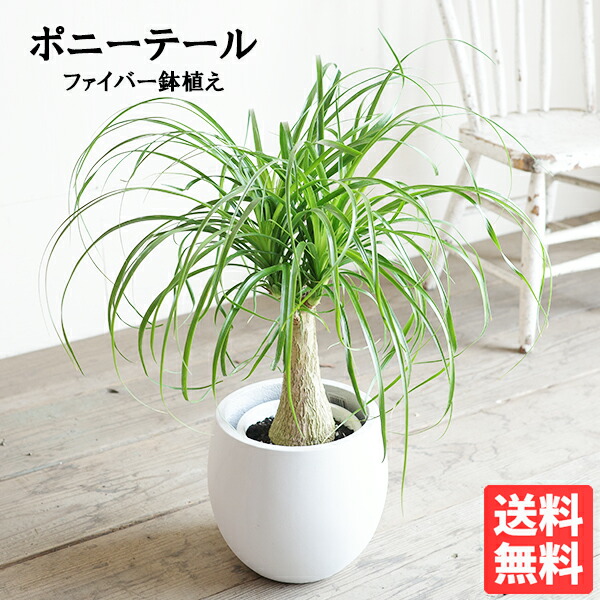 楽天市場】ポニーテール 白丸型鉢カバー付き ファイバー ボリューム感