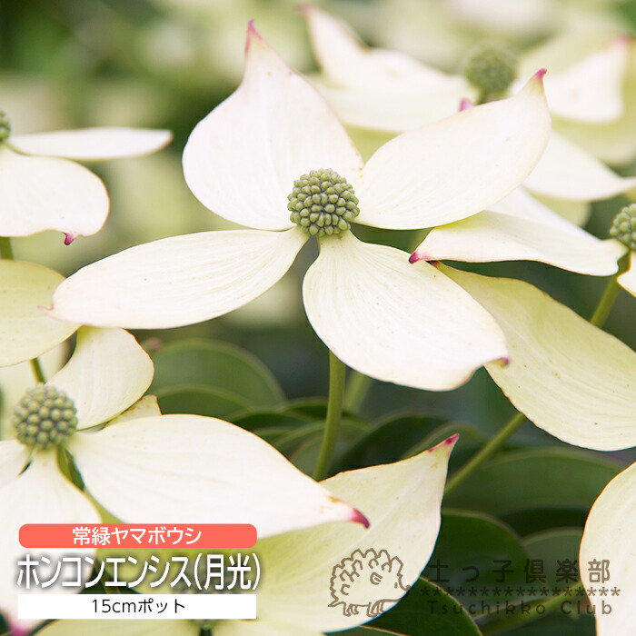 楽天市場】常緑ヤマボウシ『ホンコンエンシス（月光）』15cmポット苗