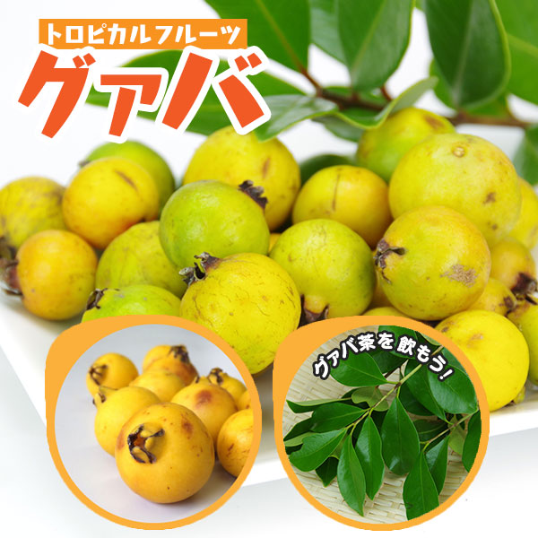 楽天市場】グアバ 「イエローストロベリーグァバ」18cmポット苗