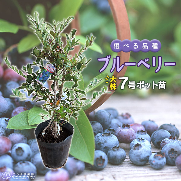 楽天市場】【3月5日18時から30％OFFクーポン対象】 ブルーベリー （ 5