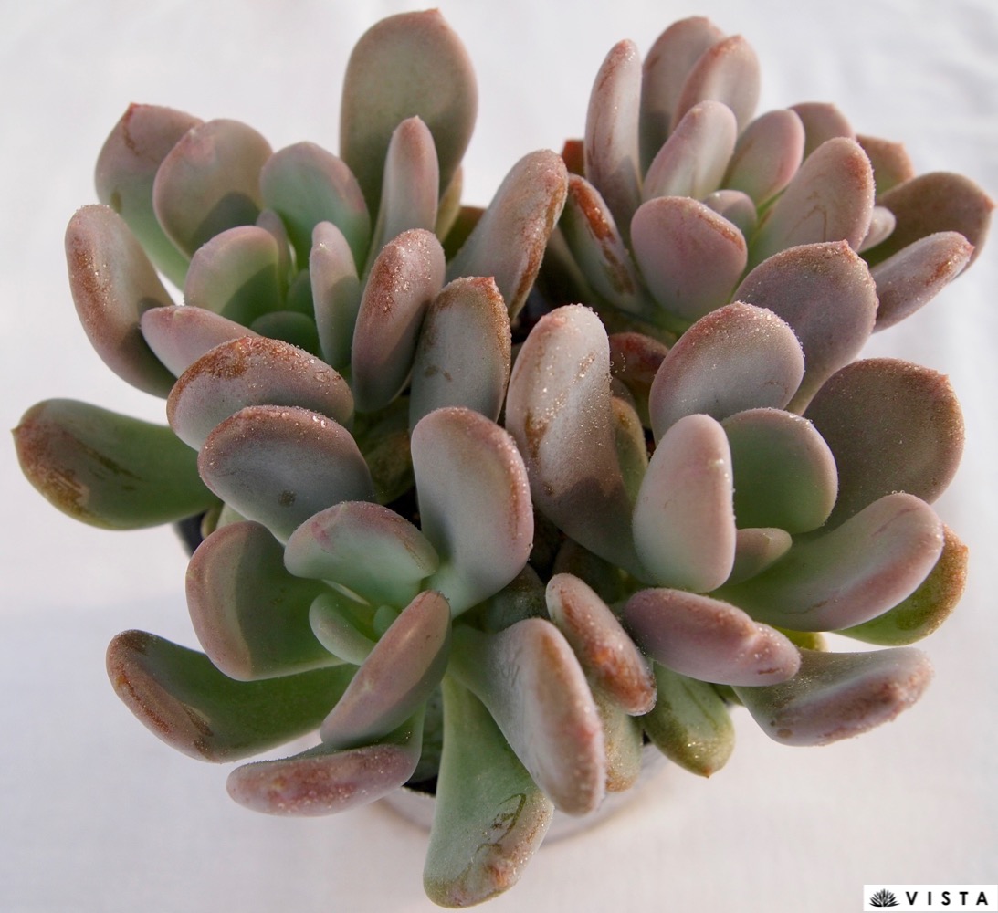 楽天市場】シンデレラ【デラックス多肉】パキフィツム属 多肉植物 10.5