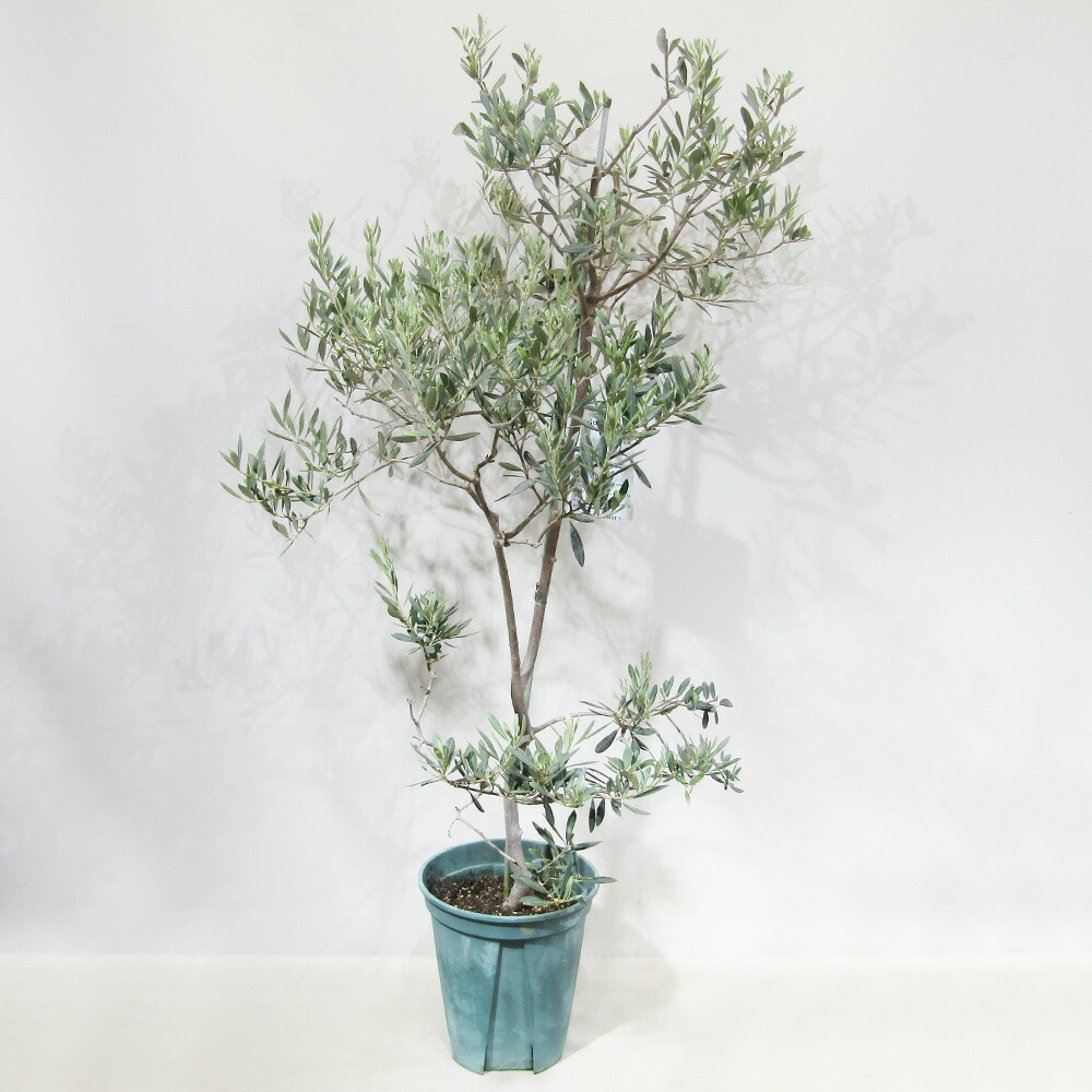 楽天市場】《送料無料》 小倉園さんのオリーブ 現品 □果樹大苗